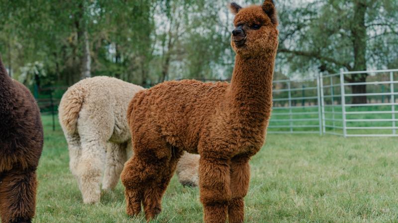 Alpaca’s houden in België vraagt kennis, engagement en een goed inzicht in hun specifieke noden.