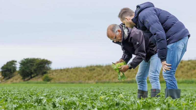 Het Nederlandse veredelingsbedrijf Rijk Zwaan is een van de kandidaten voor de Horti Innovatie Award met zijn slaluisresistentie.