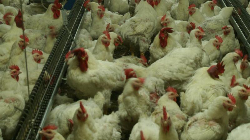 Er is opnieuw vogelgriep van het type H5 vastgesteld bij een pluimveebedrijf in Veurne in de zone Veurne-Alveringem.