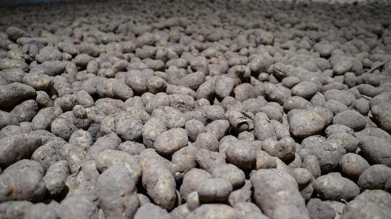 Belgapom meldt op 16 januarieen notering van 15 euro/ton (zonder btw) voor het aardappelras Fontane op de vrije markt.