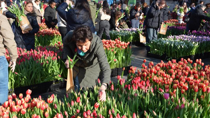 Elke Antwerpenaar kon een gratis boeketje met 15 tulpen plukken.