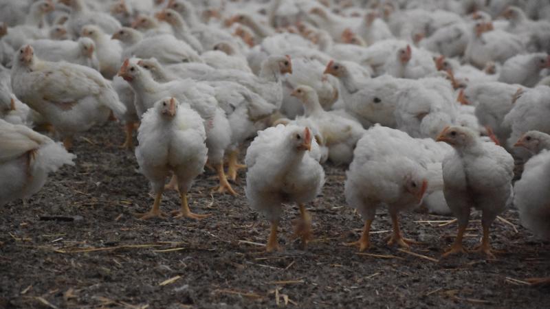 De vogelgriep heeft de afgelopen weken opnieuw aan intensiteit gewonnen.