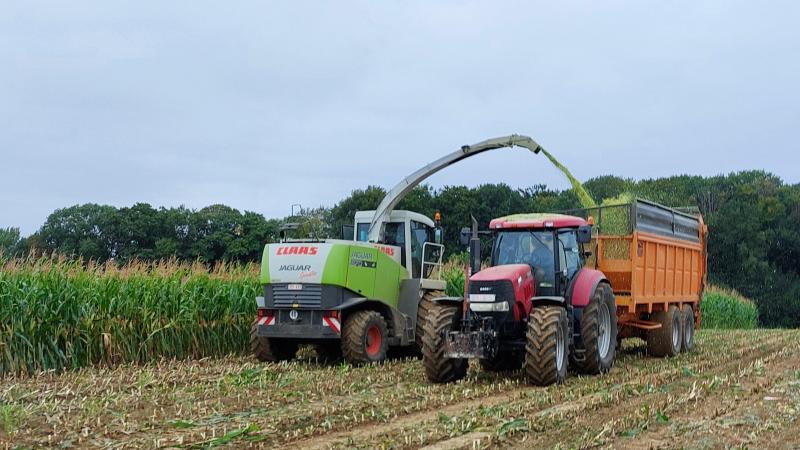 In 2025 konden de kolven wel eens rijp zijn, maar het gewas was nog groen bij het hakselen.