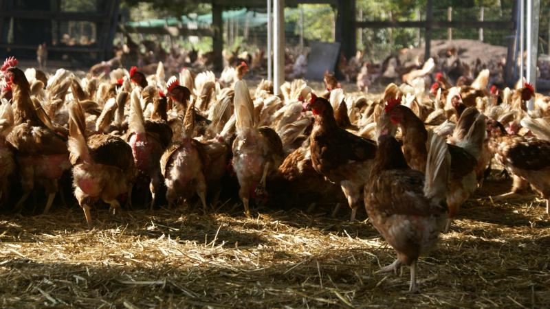 Sinds oktober geldt een afschermplicht voor pluimveehouders.
