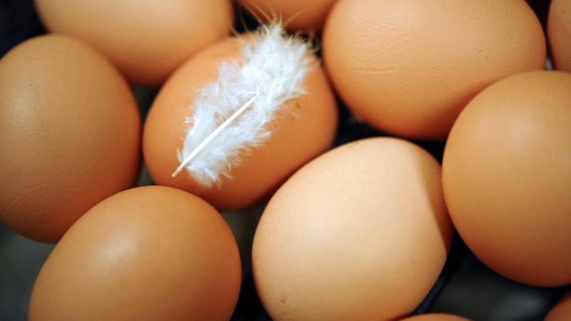 In Ronse zullen eieren van kippen uit particuliere tuinen worden onderzocht op de aanwezigheid van PFAS.