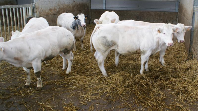 De prijzen voor BWB-runderen blijven ongewijzigd.