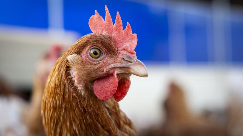 Sinds het najaar van 2025 zijn er al 20 uitbraken vastgesteld op pluimveebedrijven in België.