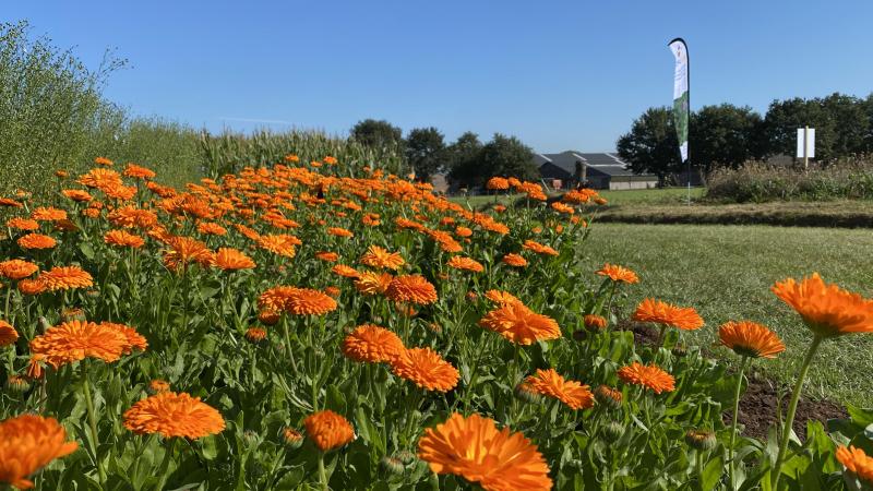 Ook voor goudsbloem is er nu een subsidiebedrag van 230 euro/ha.