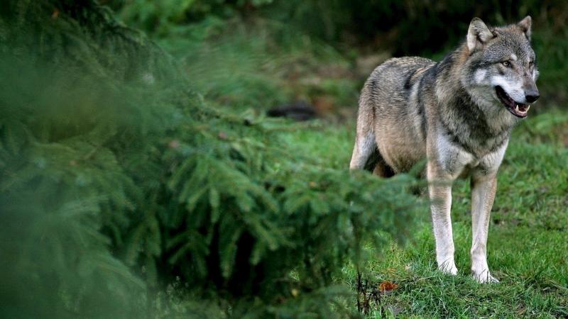 Volgens het Waalse departement Natuur en Bos is er geen wolf aanwezig in het Luikse dorp Aywaille.