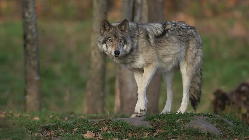 Pas als je een goede staat van instandhouding van de wolf bereikt, kun je aan beheer doen.