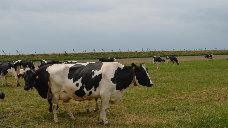 Het Nederlandse kabinet voert vanaf 2029 een norm in voor methaanremmers in veevoer.