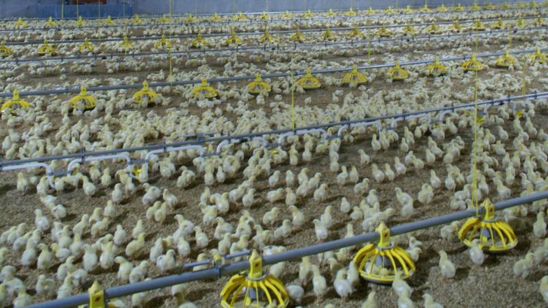 Minister Clarinval ziet vaccinatie als een extra maatregel in een bredere strategie om vogelgriep te bestrijden.