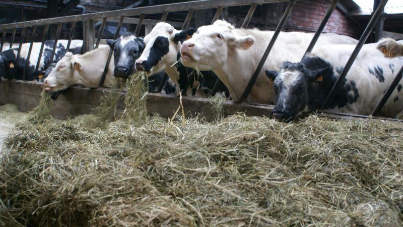 De prijzen voor BWB-koeien stijgen.