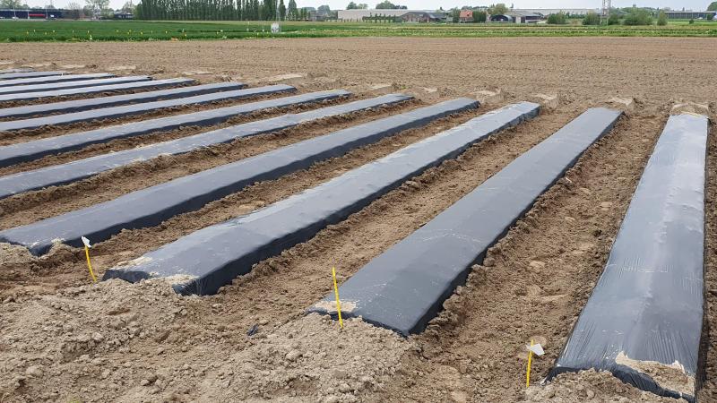 Cellulosefolie moet microplastics in de groenteteelt verminderen zonder in te boeten op opbrengst en werkbaarheid.