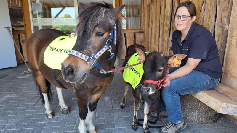 Inmiddels bestaat de mobiele boerderij uit een diverse groep dieren: miniatuurpaarden, minikoetjes, minischaapjes, geiten, konijnen, kippen en eenden.