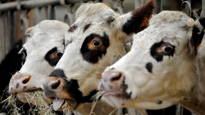 We staan aan de vooravond van een nieuwe, potentieel verwoestende crisis in de zuivelsector, aldus de European Milk Board.