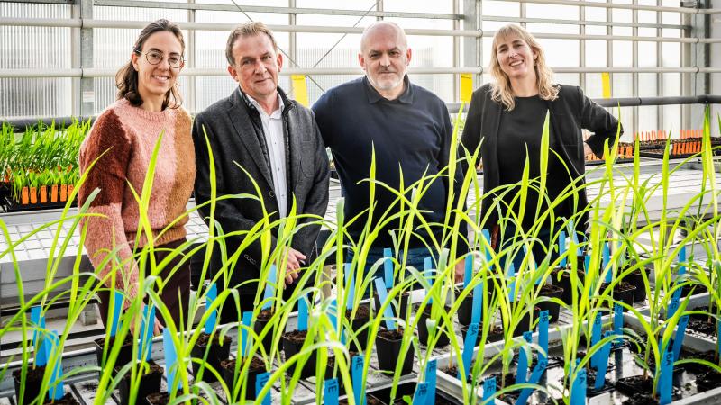 Twee bacteriën uit het UHasselt-onderzoek worden opgenomen in een commerciële licentie om verder uit te testen op hun potentieel om gewassen te beschermen.