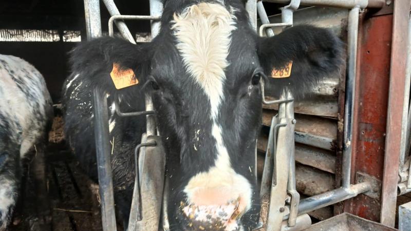 Sinds december 2025 zijn erleveringsproblemen van oormerken bij de grootste leverancier.