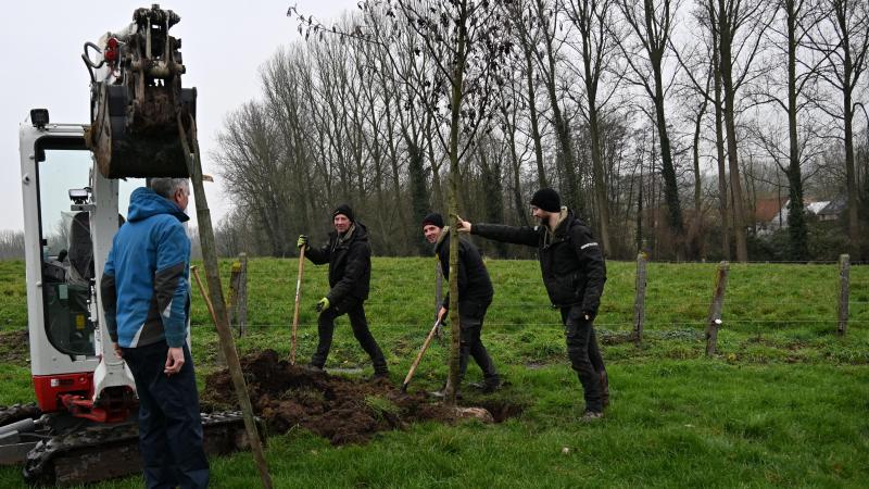 Na het planten van de zwarte elzen worden de stammen nog afgeschermd van het vee.