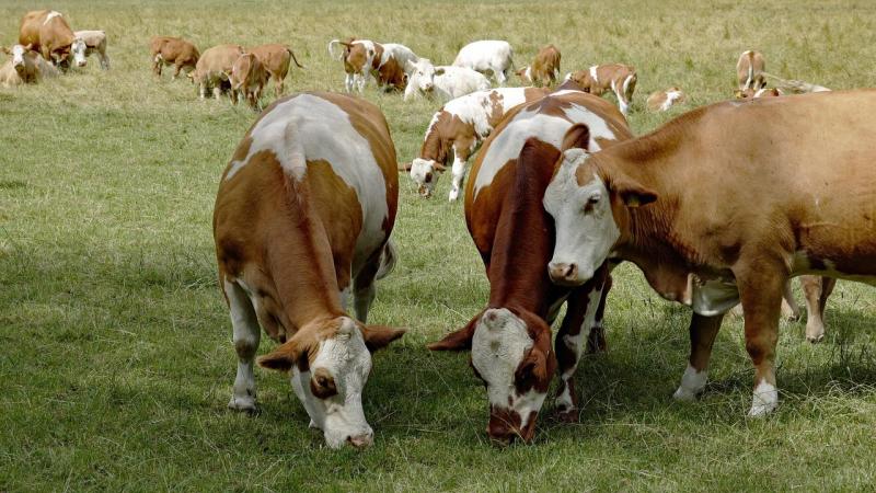 In Frankrijk komt er een tweede vaccinatieronde tegen de lumpy skin disease.
