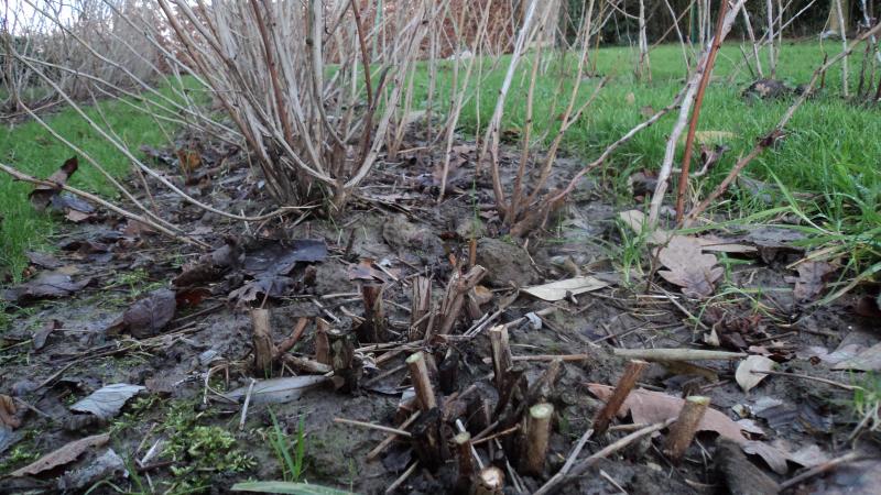 Voor een rijke, lekkere oogst moeten herfstframbozen elk voorjaar tot net boven de grond worden teruggesnoeid.