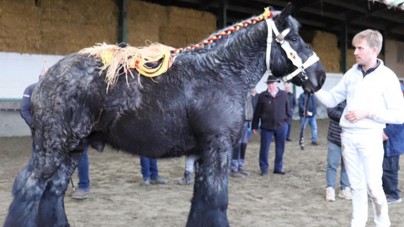 Tibo van het Monnikkenhof werd aanvaard voor openbare dekdienst.