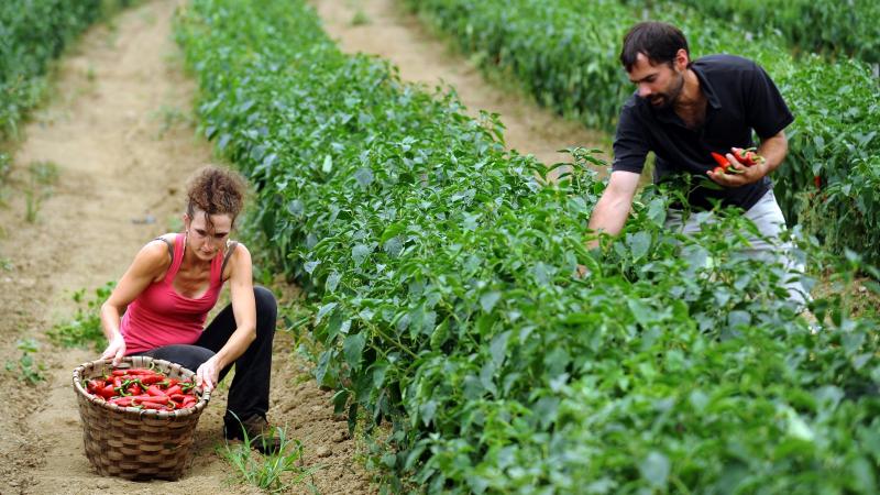 Met bijna 100 miljoen ha stabiliseert het wereldwijde bio-areaal.
