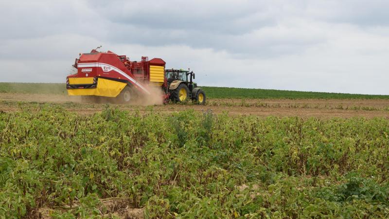 De (friet)aardappel bewees in de rassenproeven vorig jaar nog maar eens hoe sterk hij is.