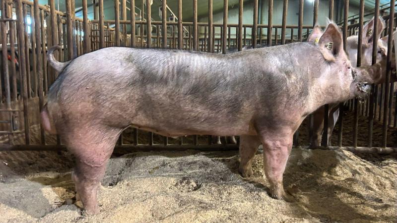 Beer Gavi van fokker Luk Vermeiren uit Rijkevorsel en eigenaar KI Vansteenlandt in Krombeke.