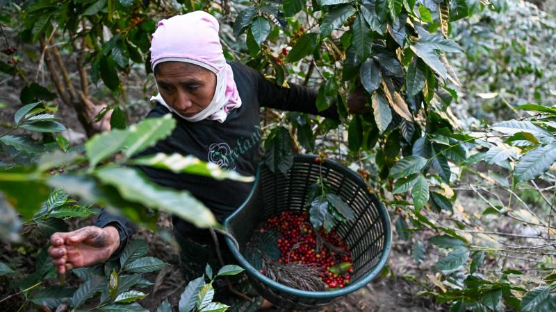 Klimaatverandering verhoogt de prijs van jouw kopje troost.