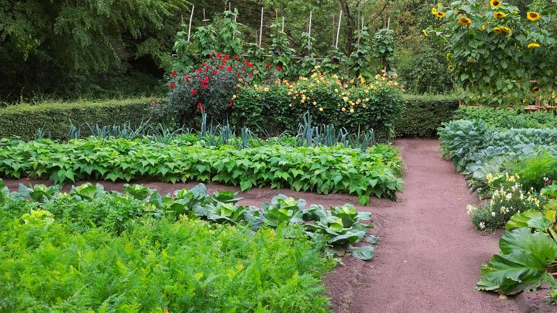 Slim roteren in de moestuin zorgt voor een gezonde bodem en een rijke oogst.