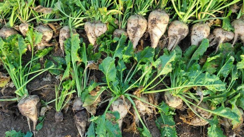 Op velden met een rhizoctoniabesmetting zullen bestaande en nieuwe rhizoctoniatolerante suikerbietenrassen grondig worden geëvalueerd.