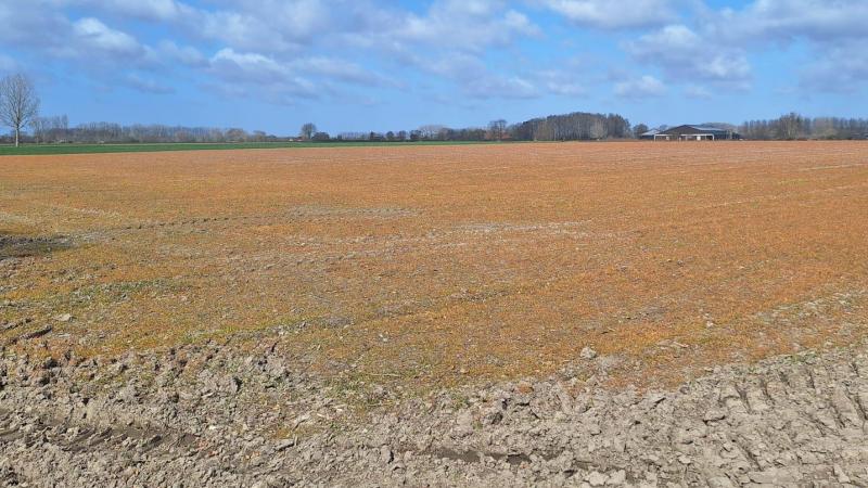 Glyfosaat is een omstreden actieve stof, maar een volwaardig alternatief is momenteel nog niet beschikbaar.