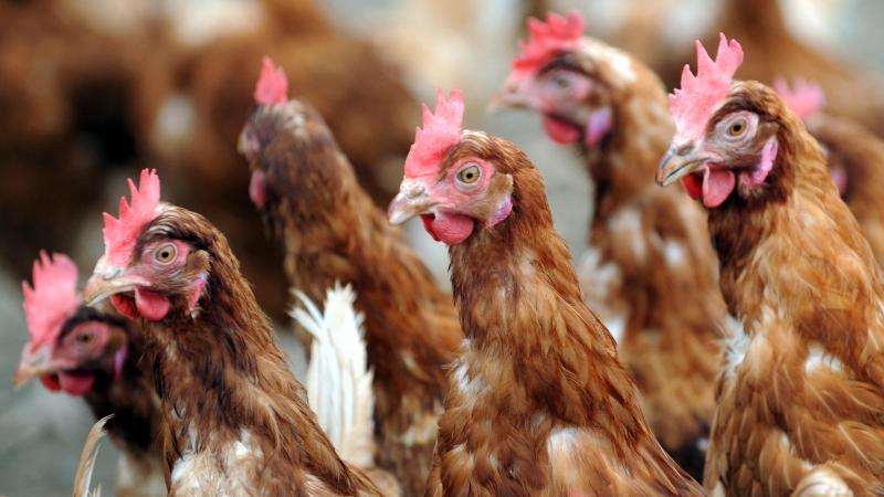 Sinds oktober werden al 1,3 miljoen stuks pluimvee geruimd omwille van de vogelgriep.