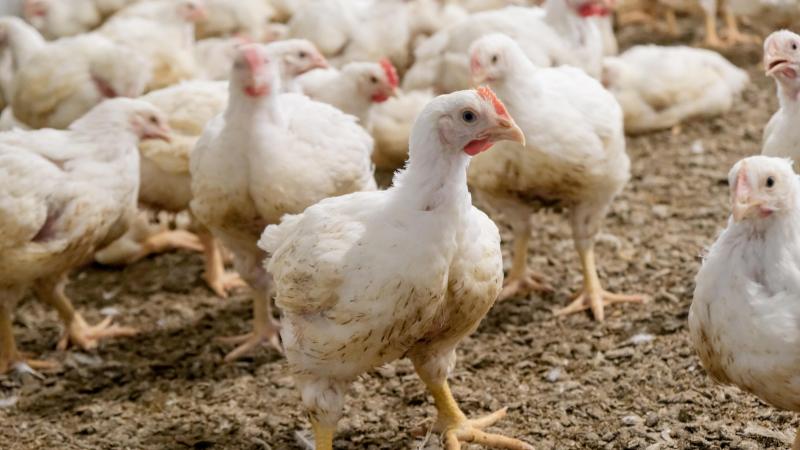 De hoogpathogene vogelgriep zal in de (nabije) toekomst nog steeds een bedreiging vormen voor de pluimveehouderij.