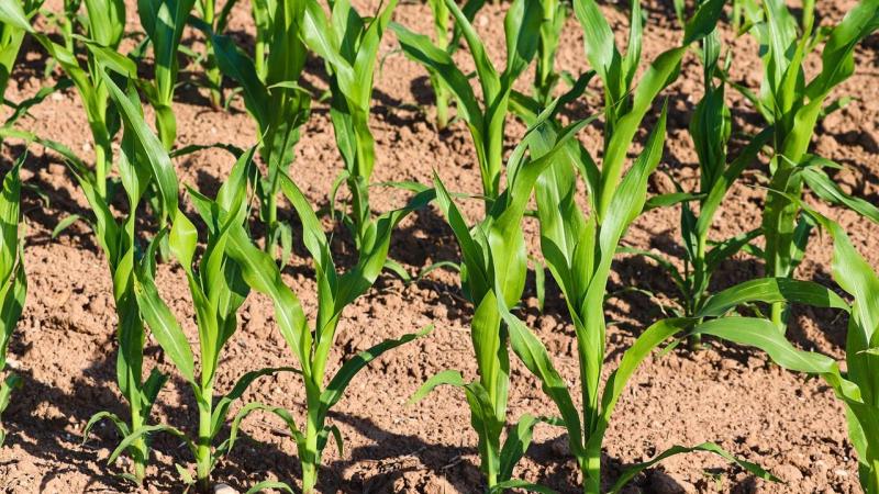 Sogent verdeelt 5 loten onder evenveel verschillende landbouwers.