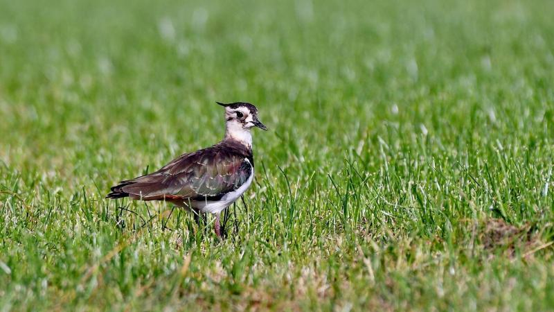 De wisselwerking tussen landbouwer, vrijwilliger, Regionale Landschappen en provincie West-Vlaanderen geeft de kievit opnieuw toekomst in het West-Vlaamse landschap.