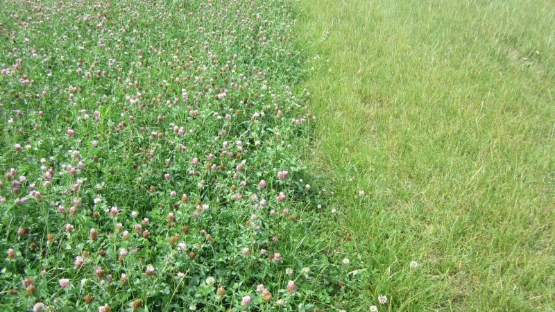 Grasklaver (links) vs gras.