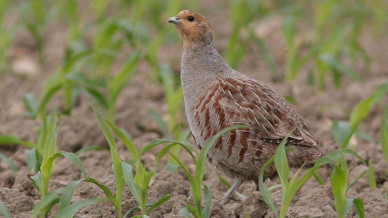 Minister Brouns wil vooral inzetten op het herstellen van het leefgebied van de patrijs.