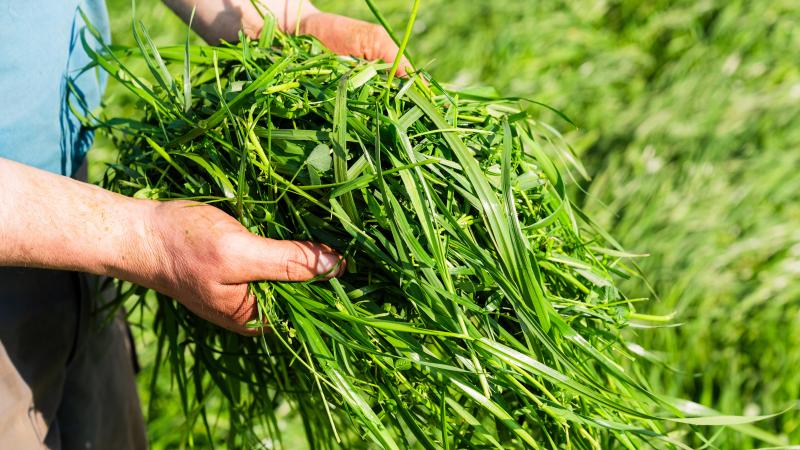 Op de percelen werden stalen van het verse gras genomen.