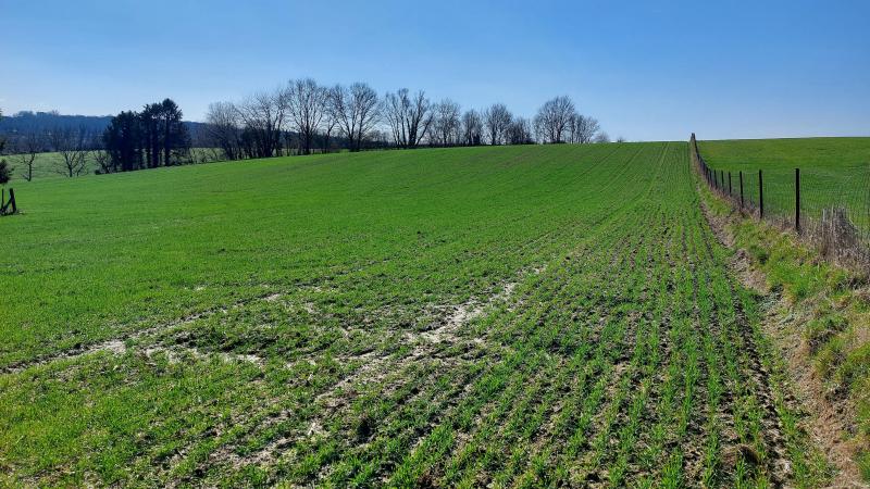 Perceel per perceel moet individueel opgevolgd worden om de bladluisdruk na te gaan.