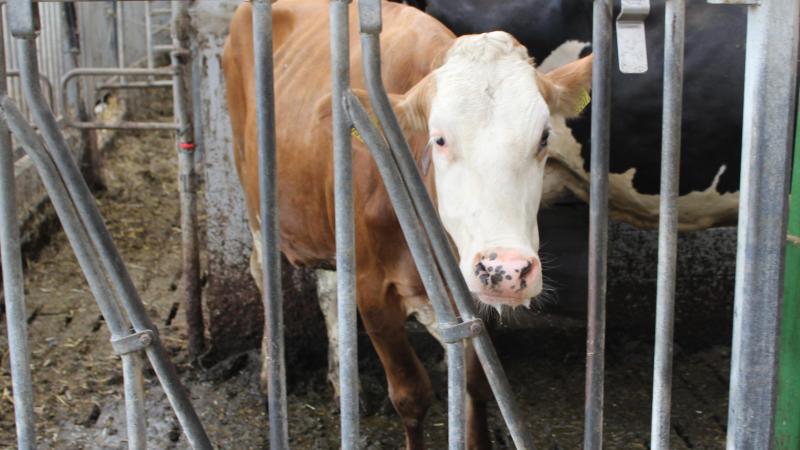 Dit voorjaar selecteert Sciensano willekeurig  een duizendtal melkveebedrijven verspreid over heel België.