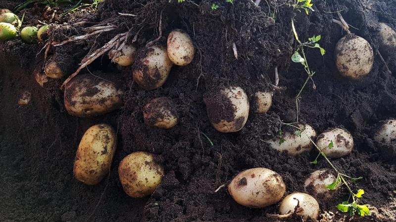 Aardappelen geteeld uit hybride aardappelzaad direct in het veld gezaaid.