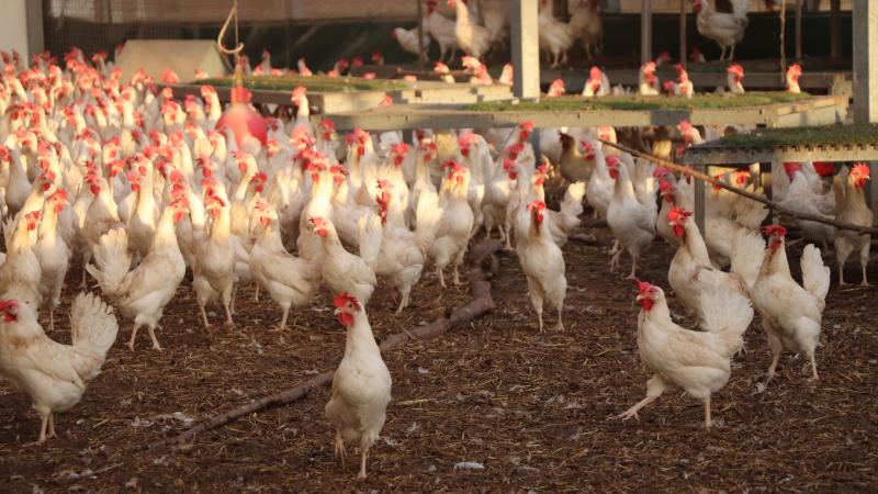 Het FOD-project Salmenvi zoekt varkens- en pluimveebedrijven die zoek willen gaan dnaar oorzaken van salmonellabesmettingen.