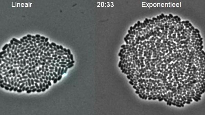 Door te sleutelen aan de genetica van bacteriën kunnen KU Leuven-onderzoekers deze micro-organismen gecontroleerd laten groeien.