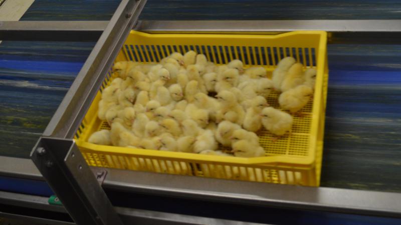 Licht bij het uitbroeden zou voor een snellere gewichtstoename zorgen.