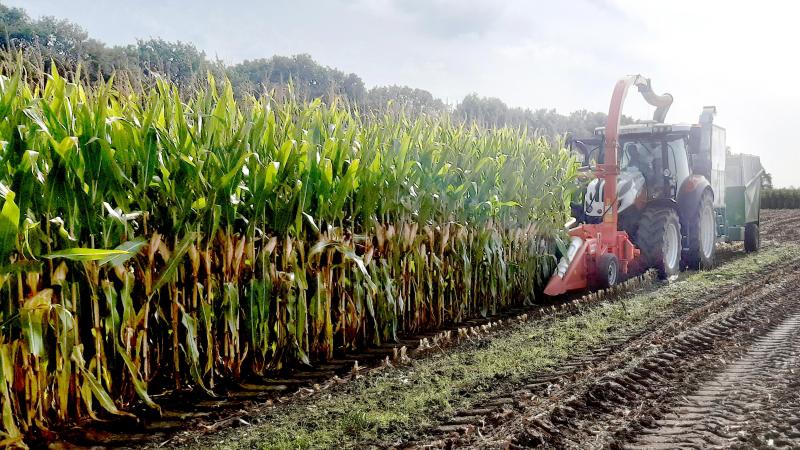 Een maïshakselaar aan het werk op een LCV-proefveld.