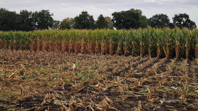 Maïsrassen rijpen verschillend af.