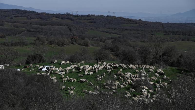 Verdachten zouden de omvang van de veestapels kunstmatig hebben opgeblazen om zo de subsidies te verhogen die ze illegaal ontvingen.