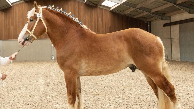 Basiel Van De Merenhoek, kampioenhengst van het Vlaams paard 2026, van eigenaar en fokker Paul Van Steenberghe.
